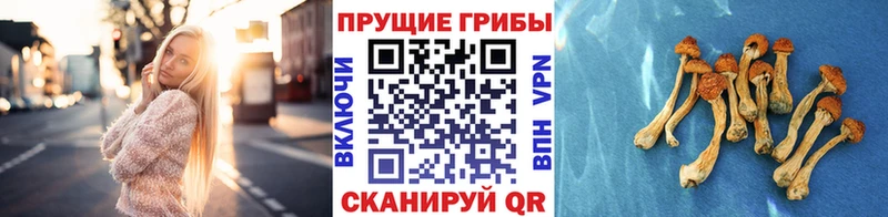 Галлюциногенные грибы Cubensis  Пучеж 
